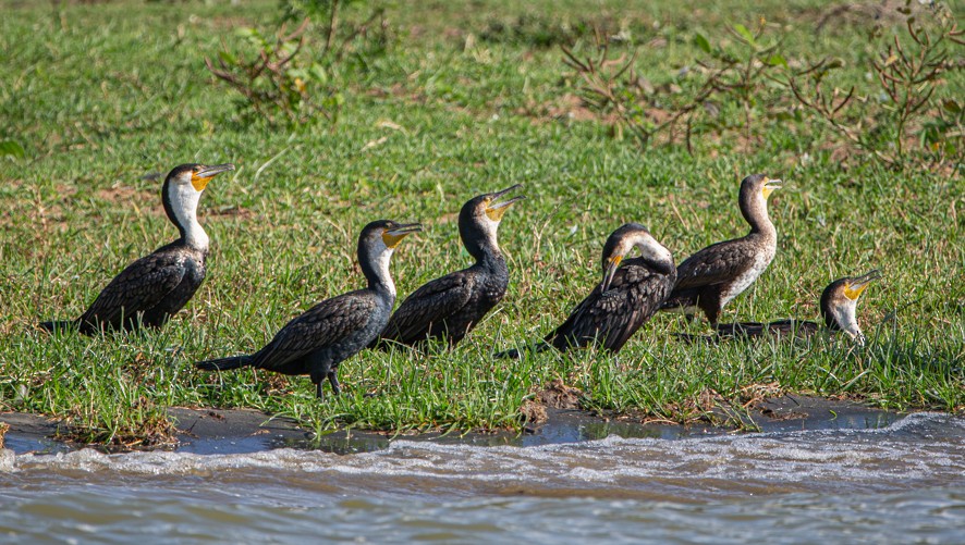 Great Cormorant (White-breasted) - ML368060481