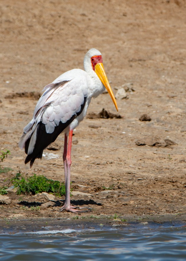Yellow-billed Stork - Sergio Rivero Beneitez
