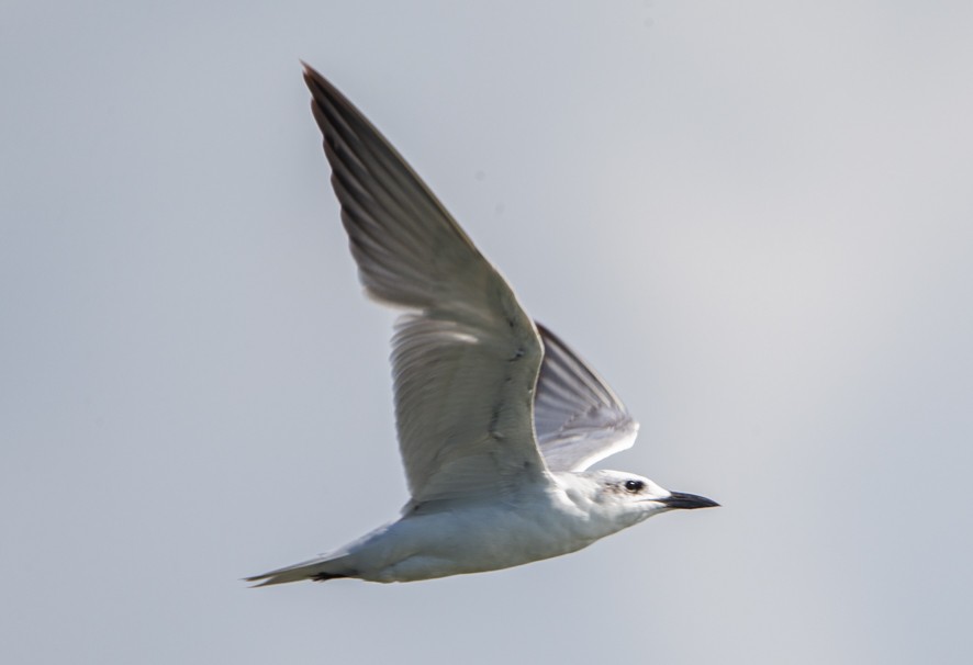 Gull-billed Tern - Sergio Rivero Beneitez