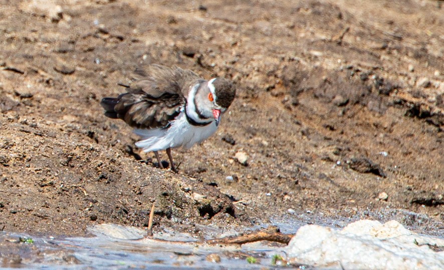 Three-banded Plover - ML368061441