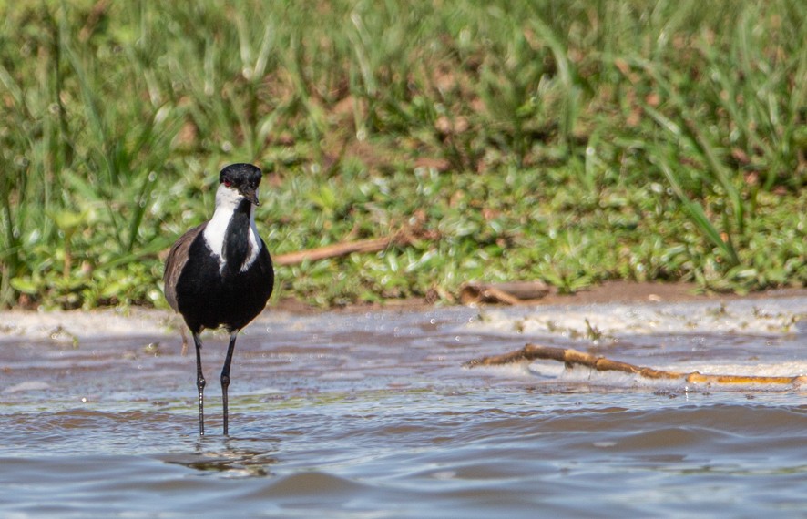 Spur-winged Lapwing - ML368061561