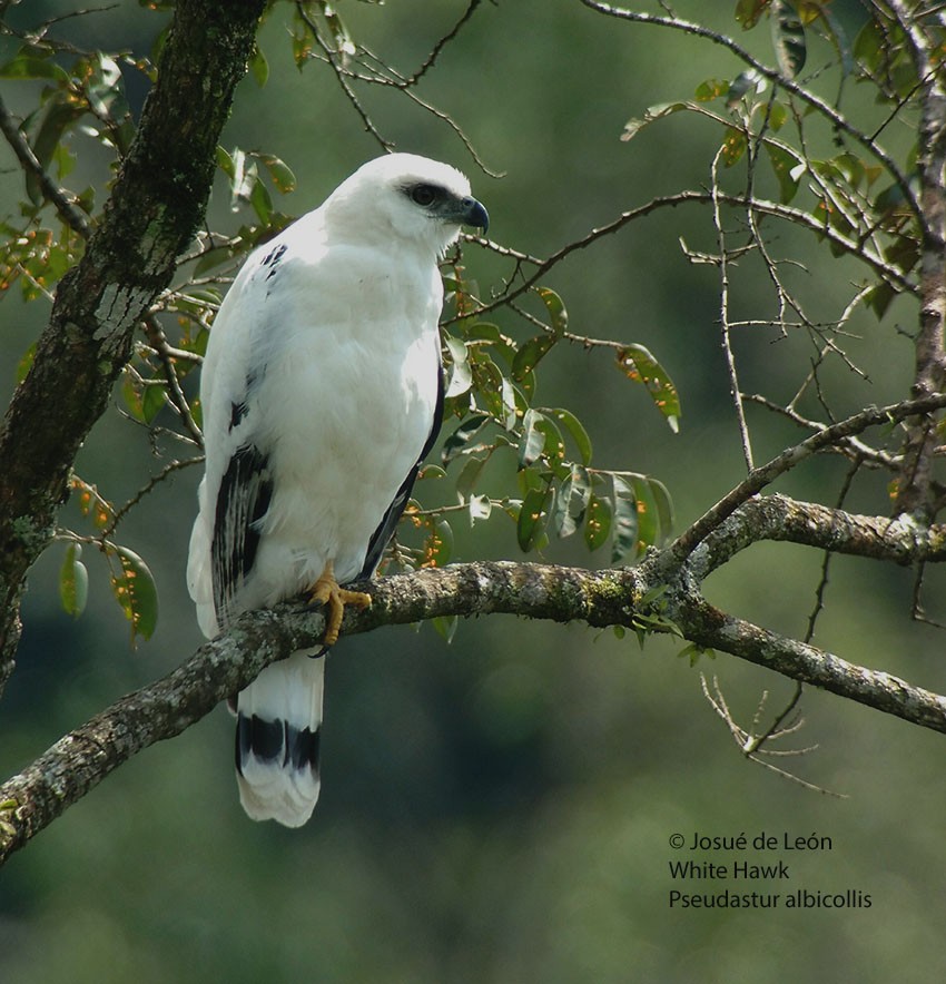 White Hawk - Josue  de León Lux (Birding Guide) josuedeleonlux@gmail.com +502 3068 8988