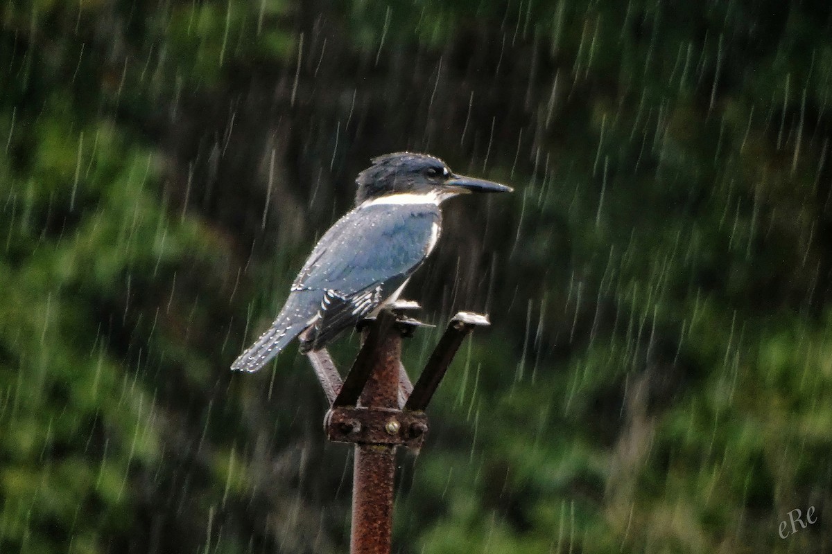 Belted Kingfisher - ML368071121