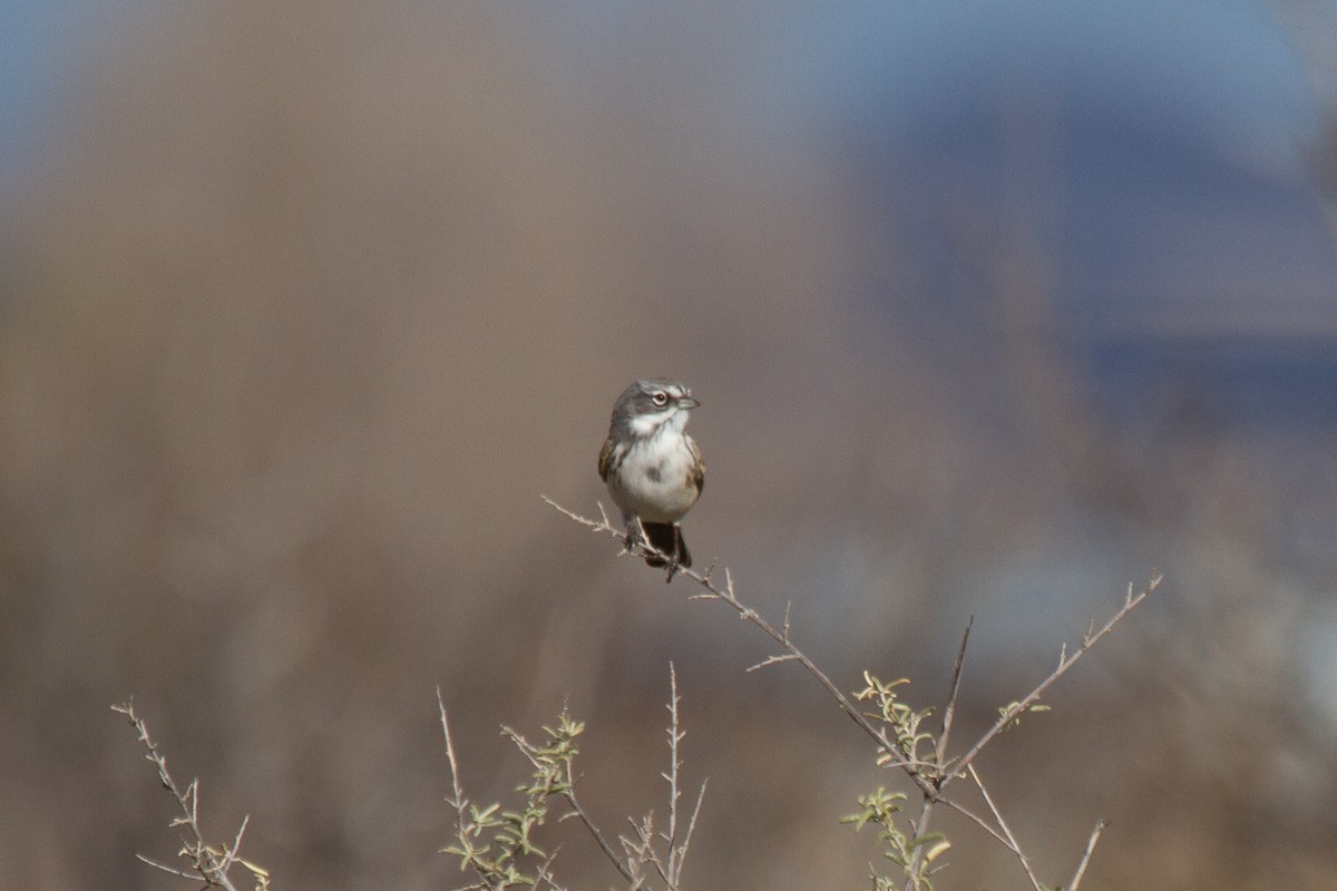 Sagebrush Sparrow - Griffin Richards