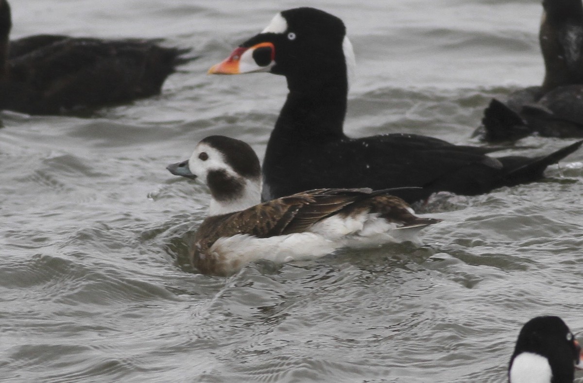 Long-tailed Duck - ML36808121