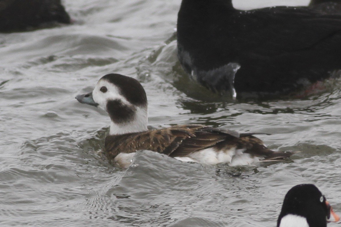 Long-tailed Duck - ML36808131