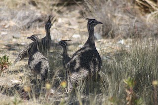 Elegant Crested-Tinamou, ML36808441