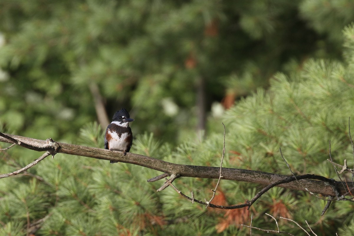 Belted Kingfisher - ML368084771