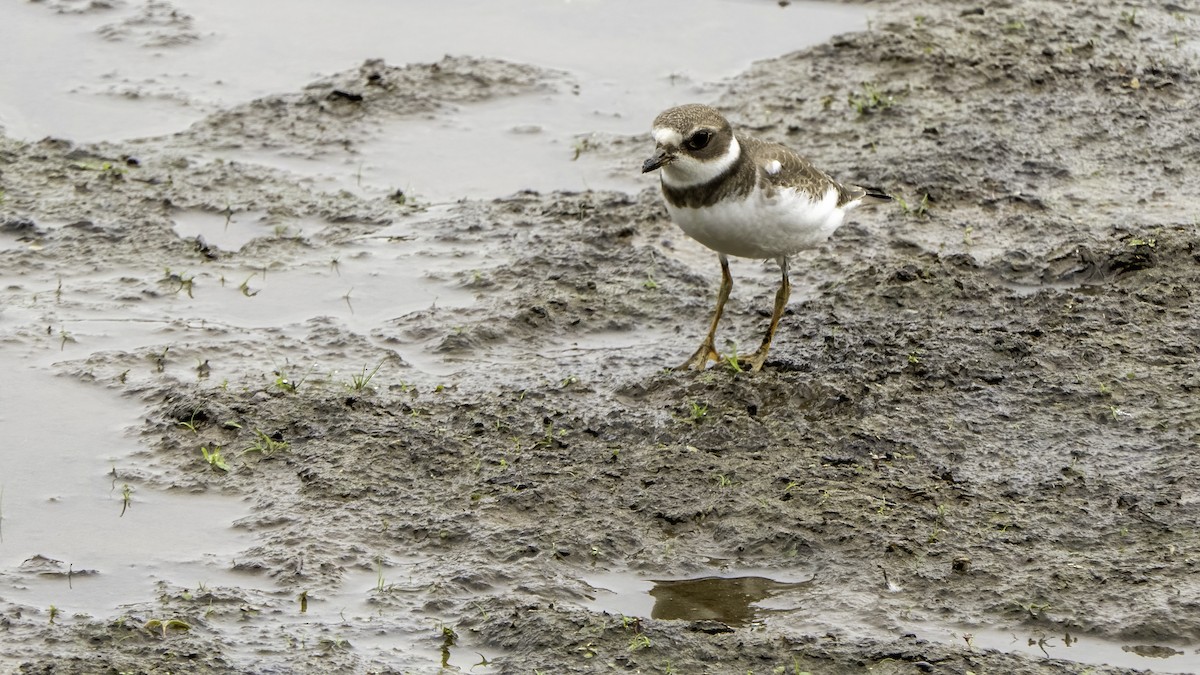 Semipalmated Plover - ML368089261