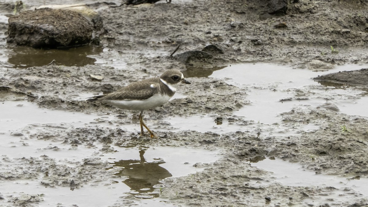 Semipalmated Plover - ML368089281