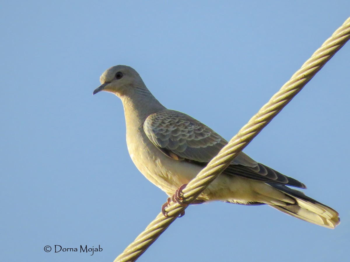 European Turtle-Dove - Dorna Mojab