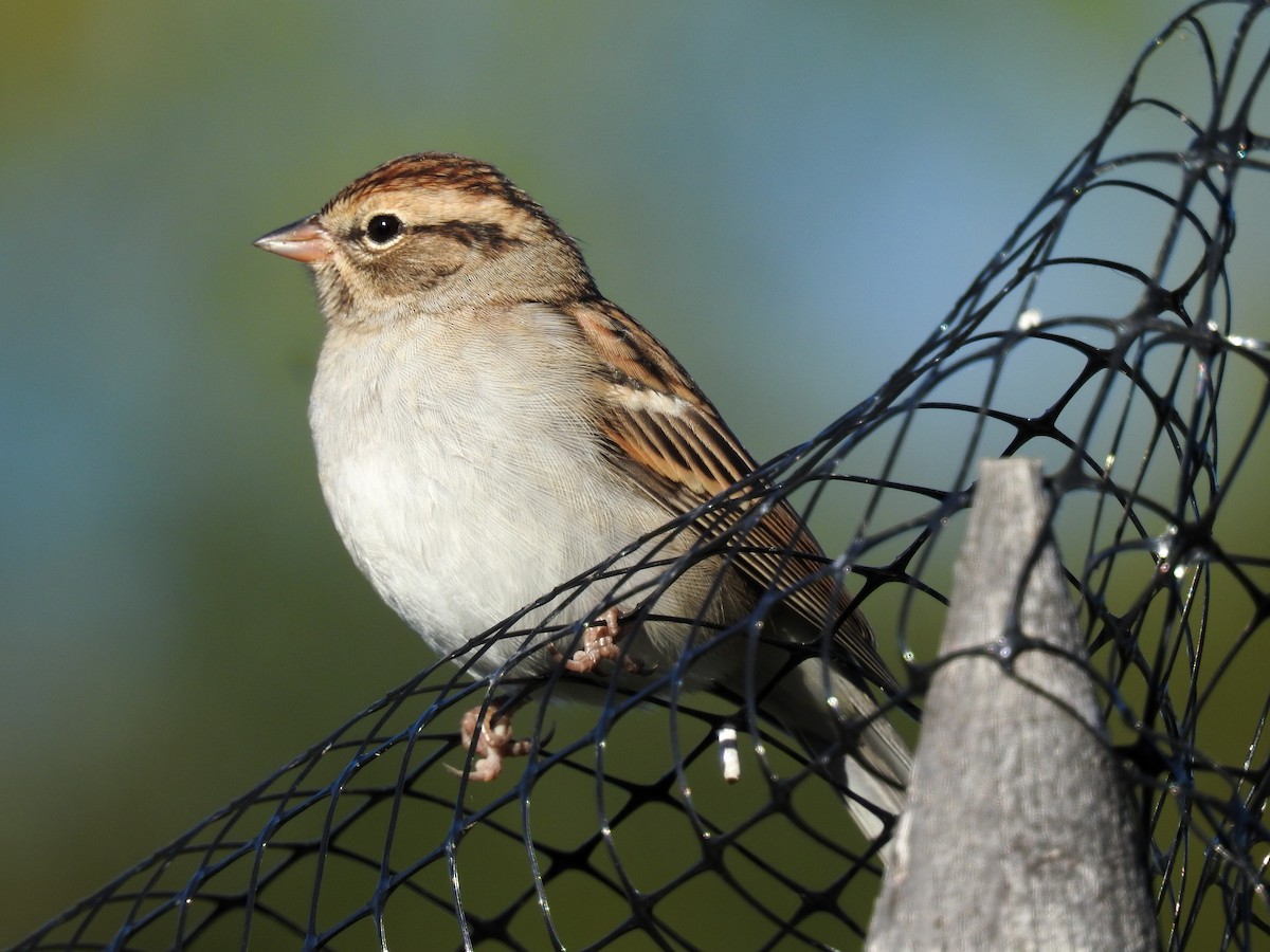 Chipping Sparrow - Tom Auer