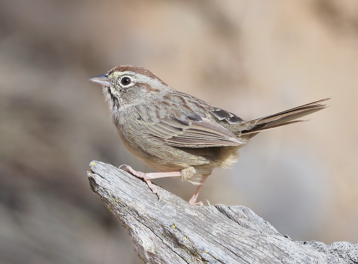 Rufous-crowned Sparrow - Aidan Brubaker
