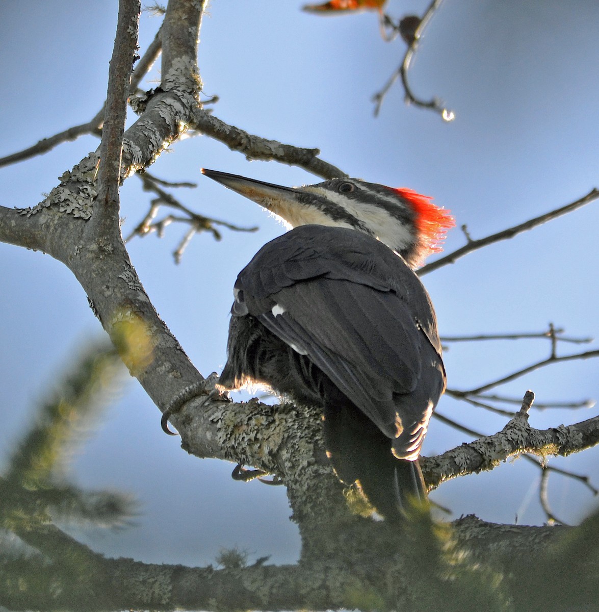 Pileated Woodpecker - ML36809631