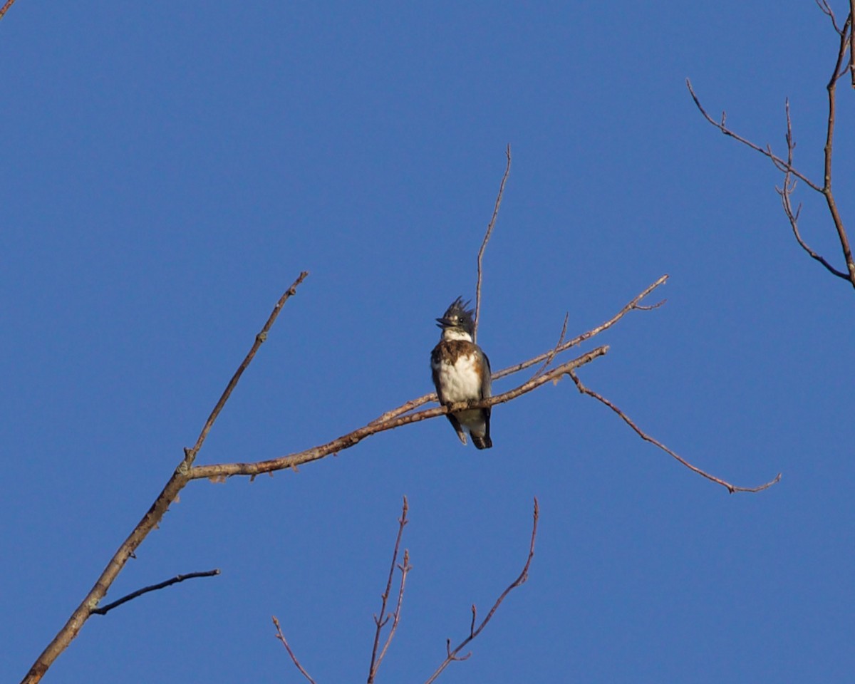 Belted Kingfisher - ML368097381