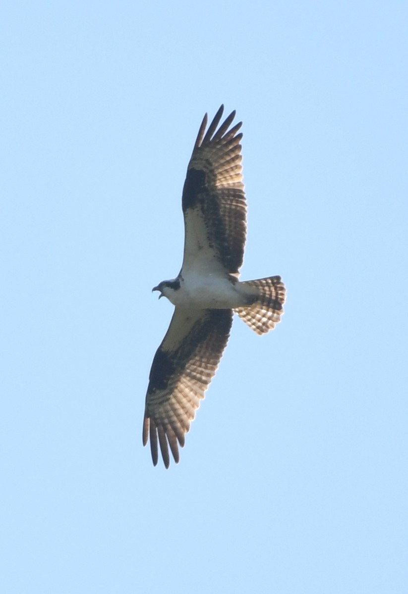Águila Pescadora - ML368100871