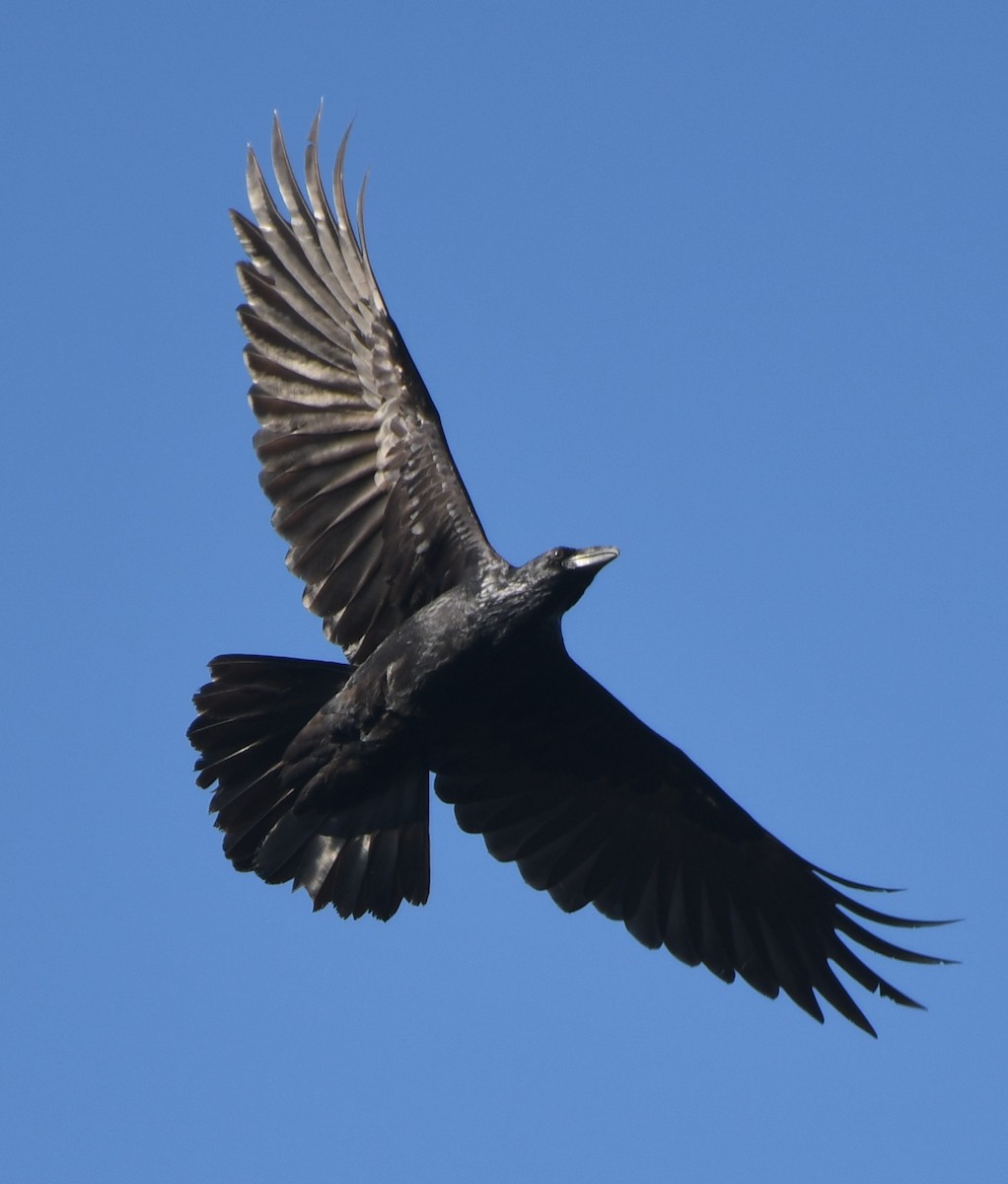 Common Raven - ML368100921