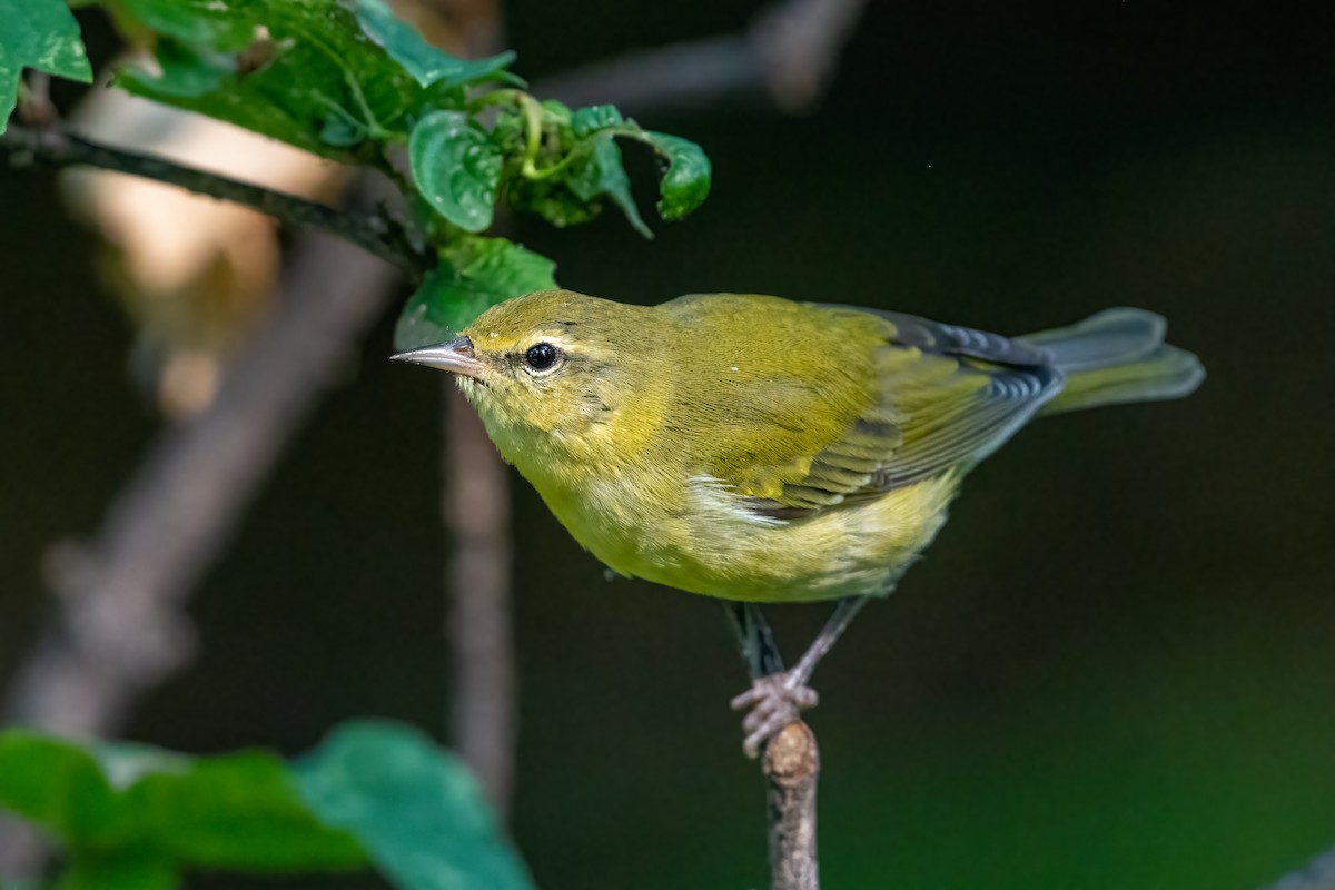 Tennessee Warbler - Andrew Standfield