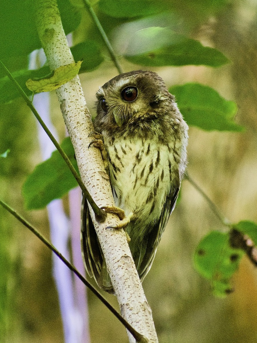 Bare-legged Owl - ML368108521