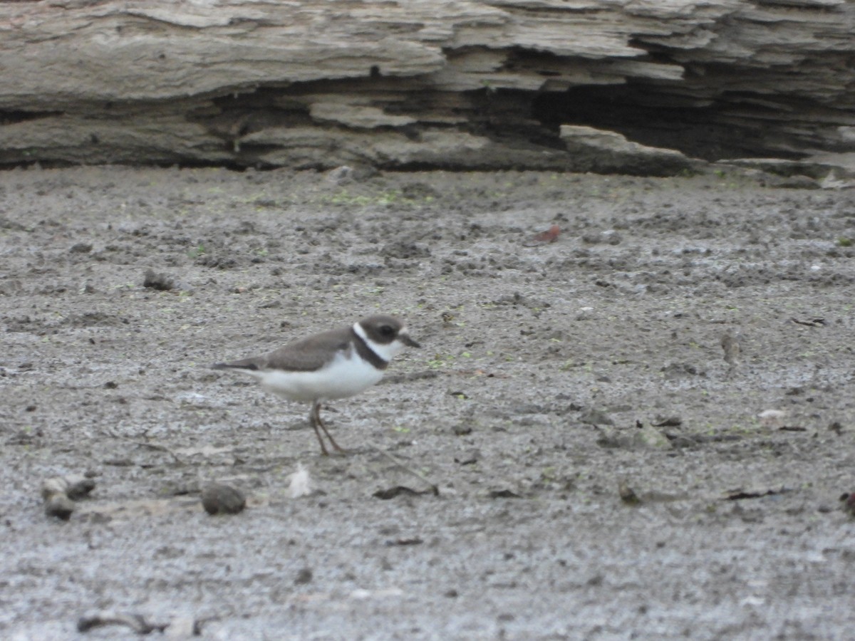 Semipalmated Plover - ML368109171