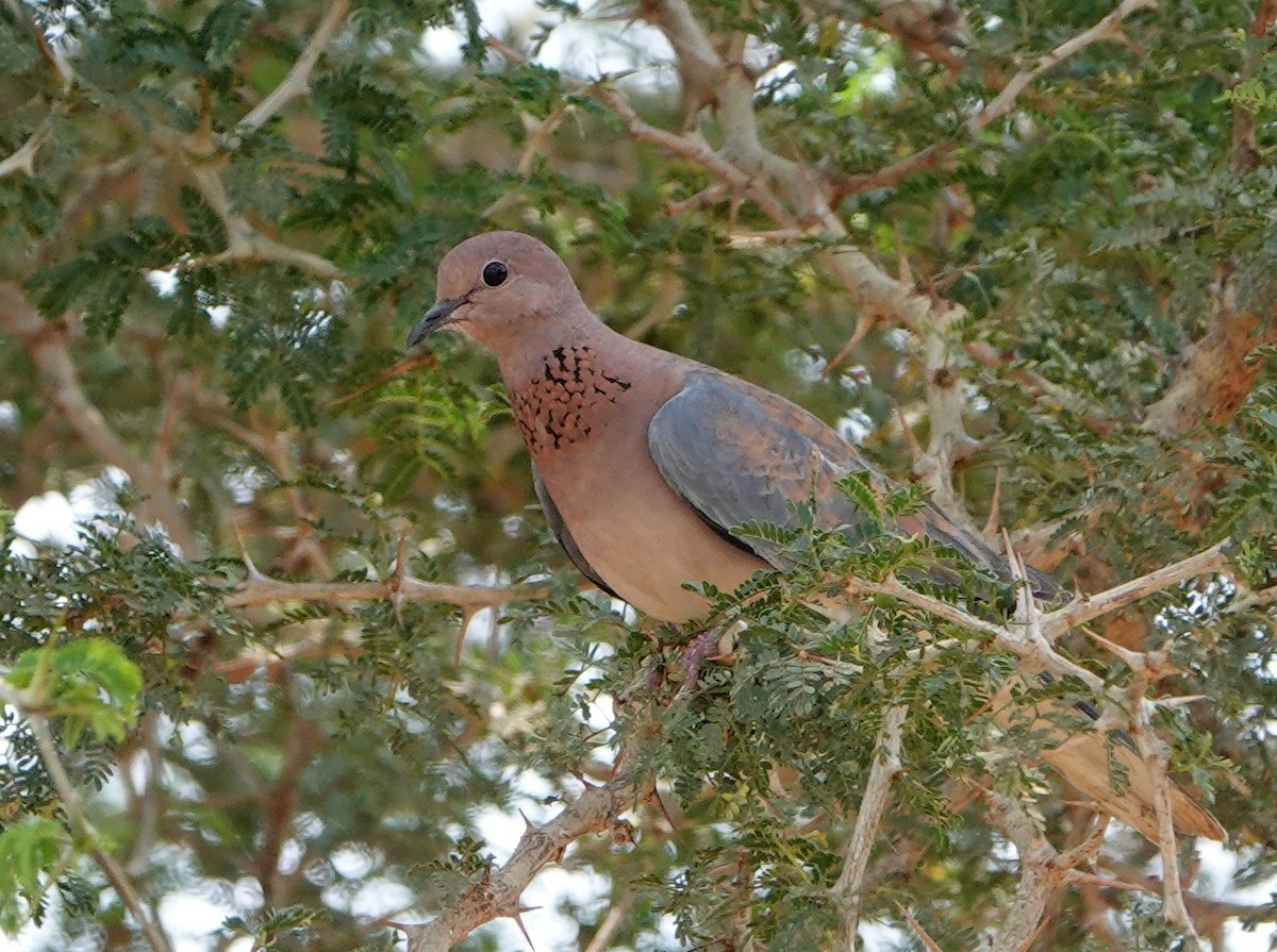 Laughing Dove - ML368111571