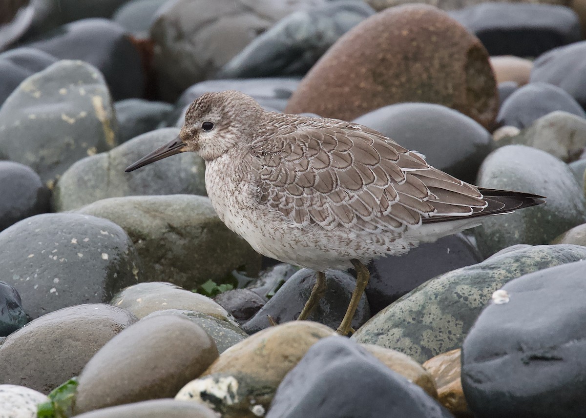 Red Knot - ML368115401