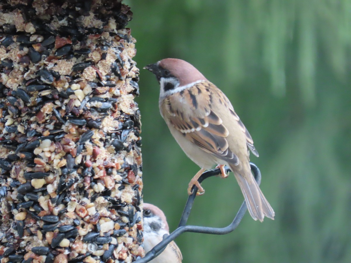 Eurasian Tree Sparrow - ML368116271