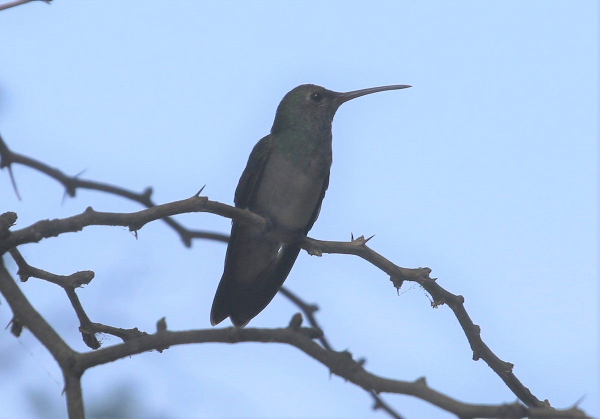 Buff-bellied Hummingbird - ML368123191