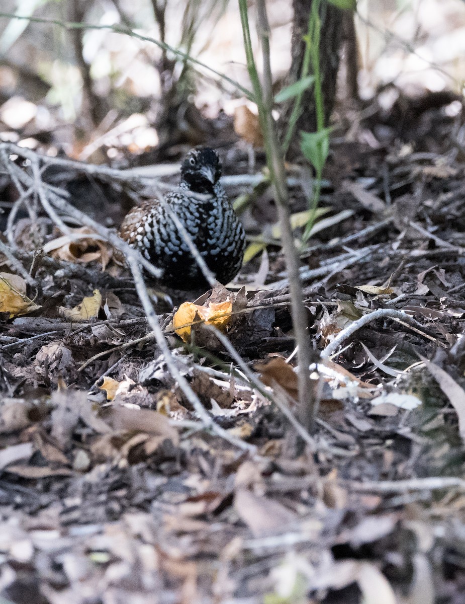 Black-breasted Buttonquail - Chris Barnes