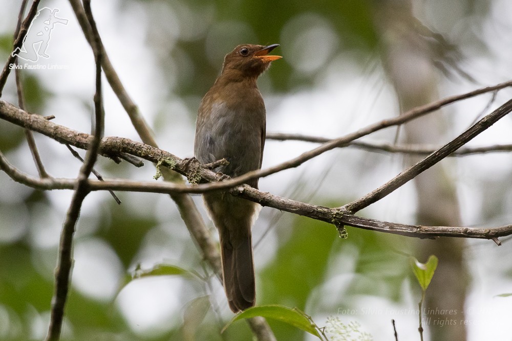 Rufous-brown Solitaire - ML36813431