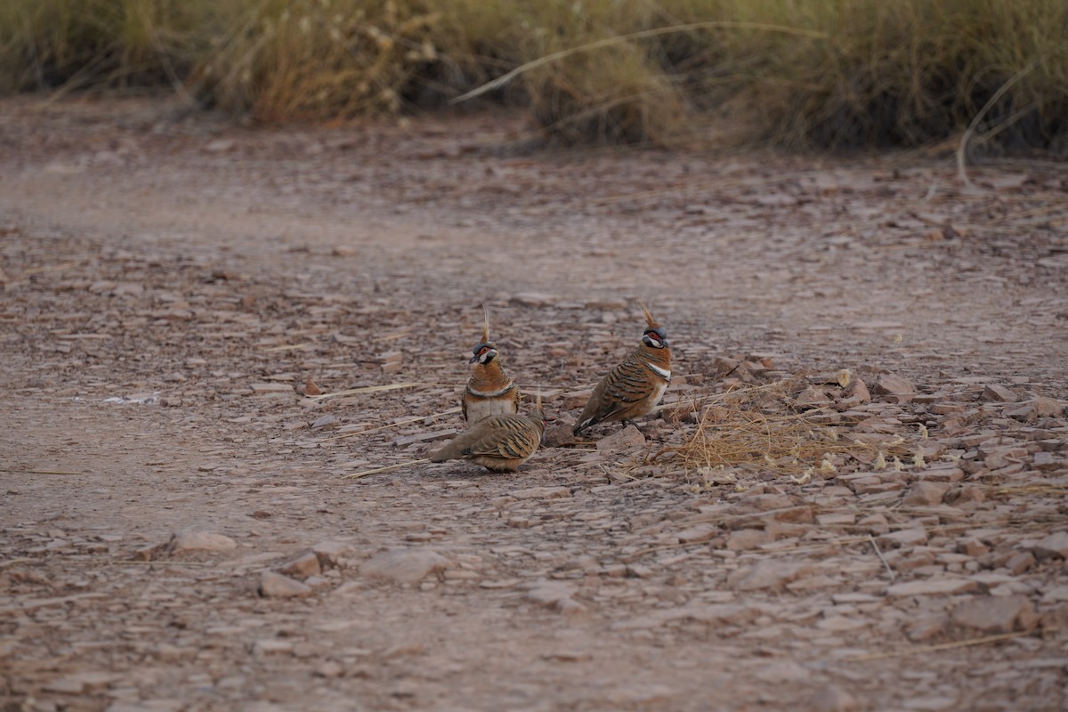 Spinifex Pigeon - ML368147911