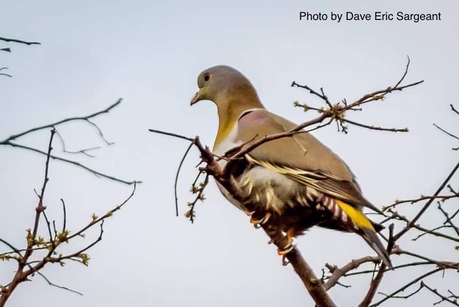 Yellow-footed Green-Pigeon - Bird Record Thailand