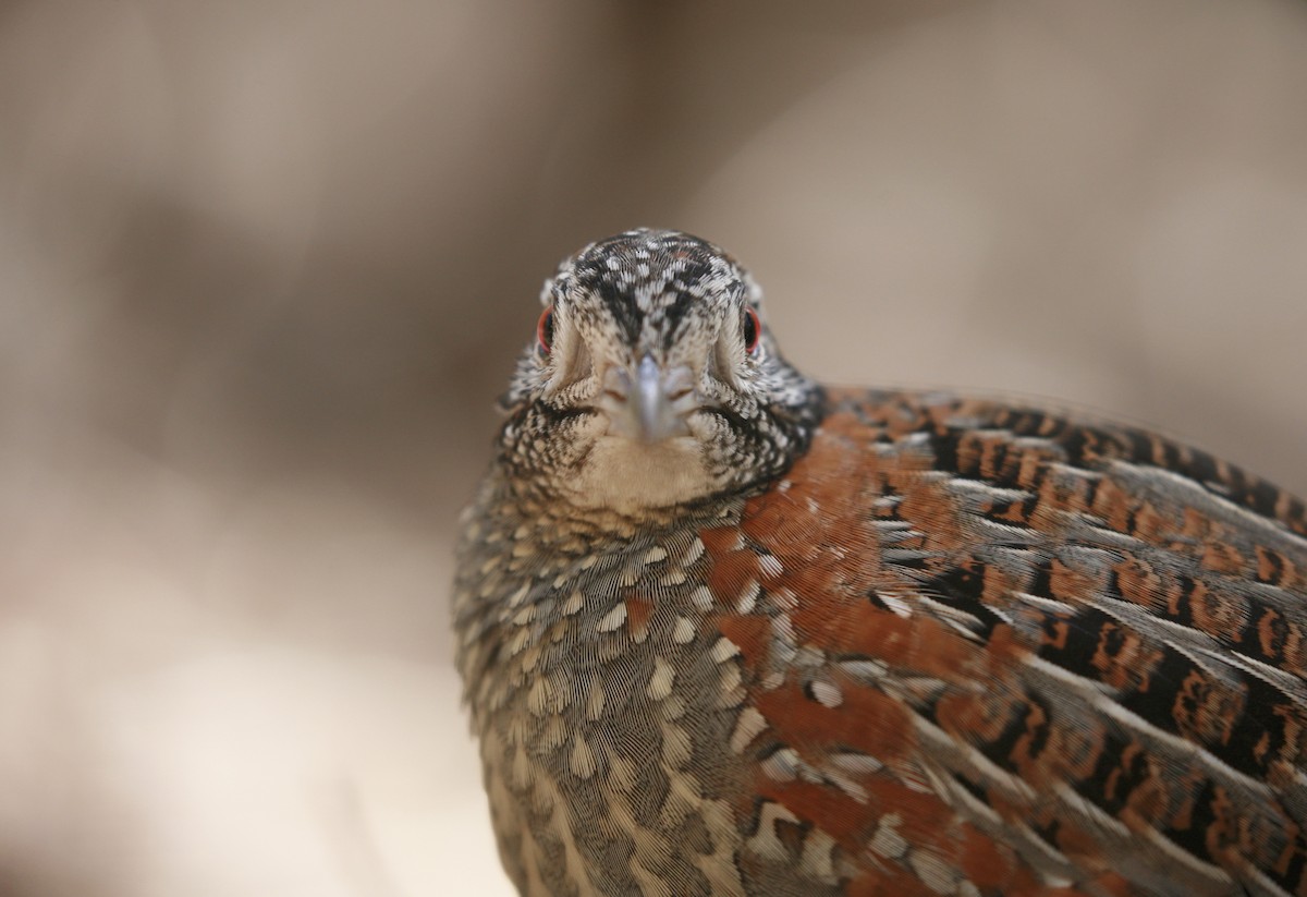 Painted Buttonquail - ML368155561