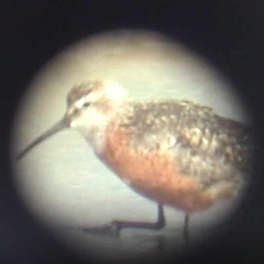 Curlew Sandpiper - Mel Cooksey