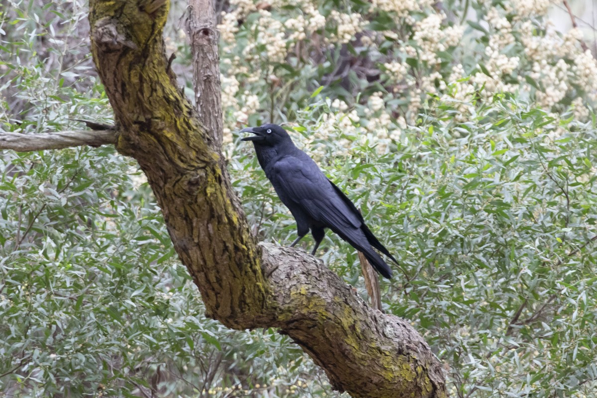 Forest Raven - Isaac Clarey