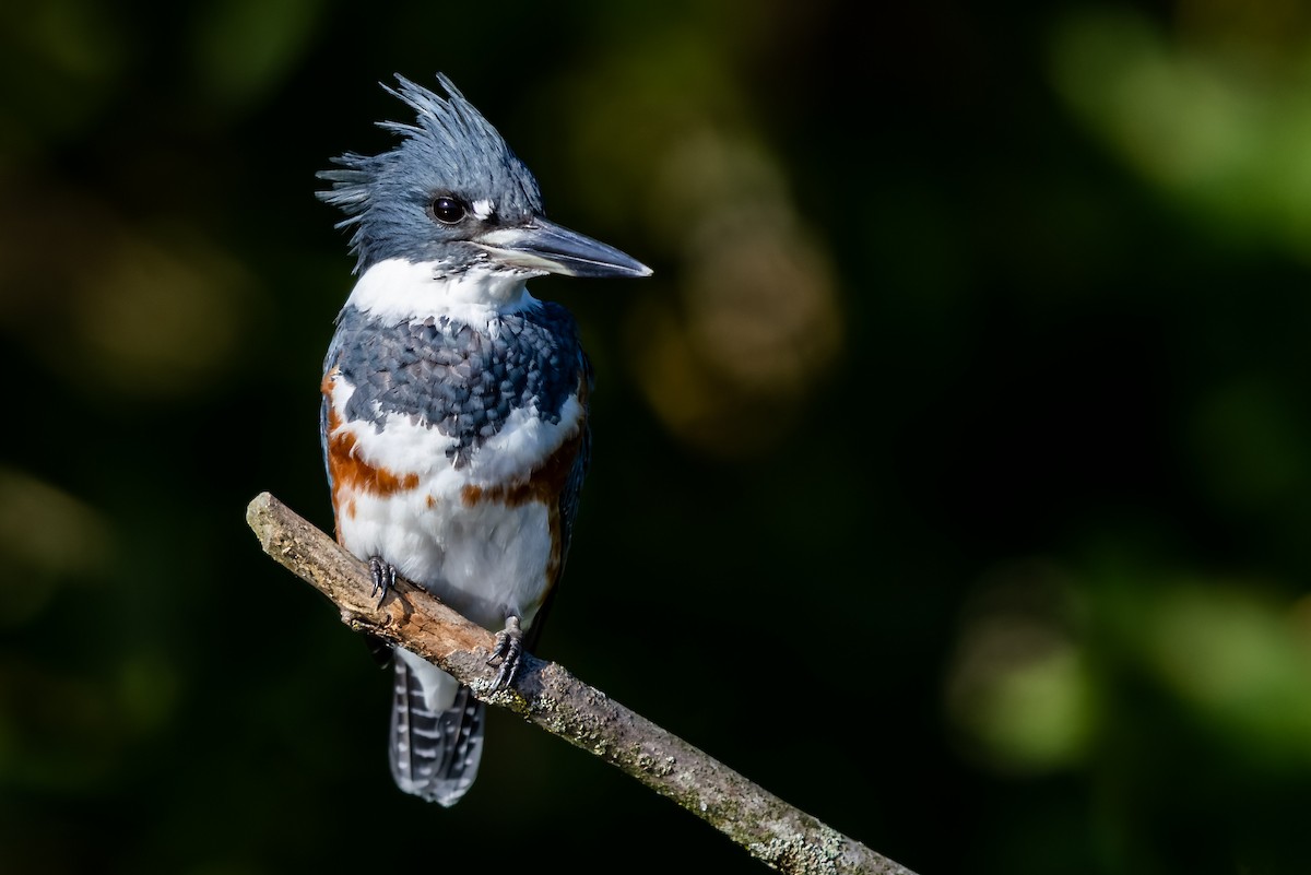 Belted Kingfisher - ML368173021