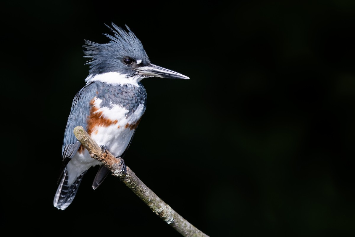 Belted Kingfisher - Brad Imhoff