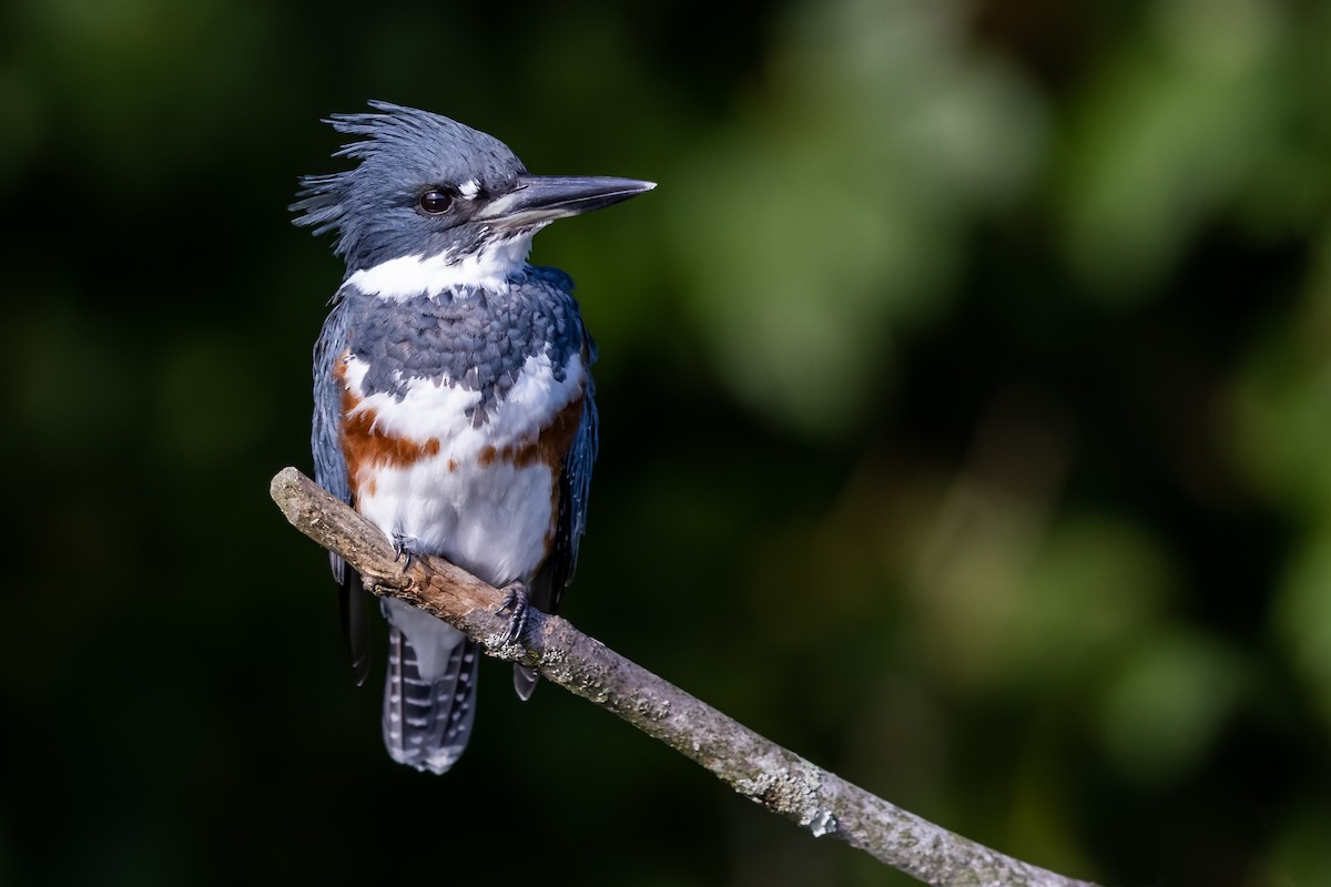 Belted Kingfisher - ML368173041