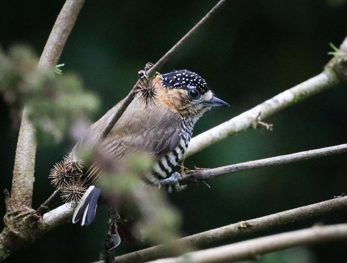 White-barred Piculet - ML368176091