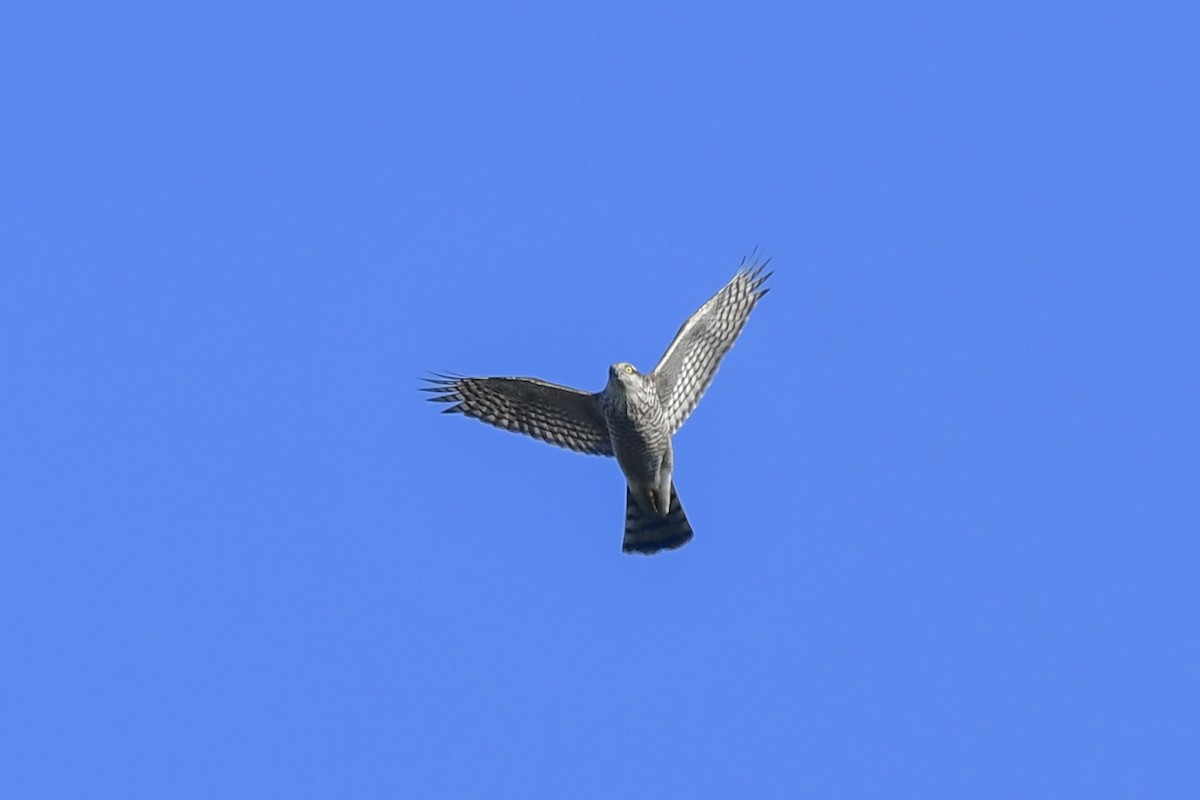 Eurasian Sparrowhawk - ML368182871