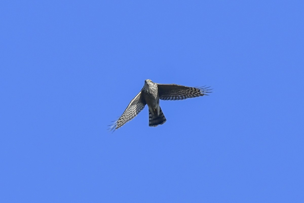 Eurasian Sparrowhawk - ML368182891