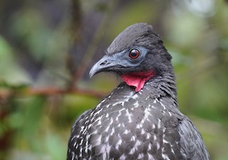 Crested Guan, ML368186381