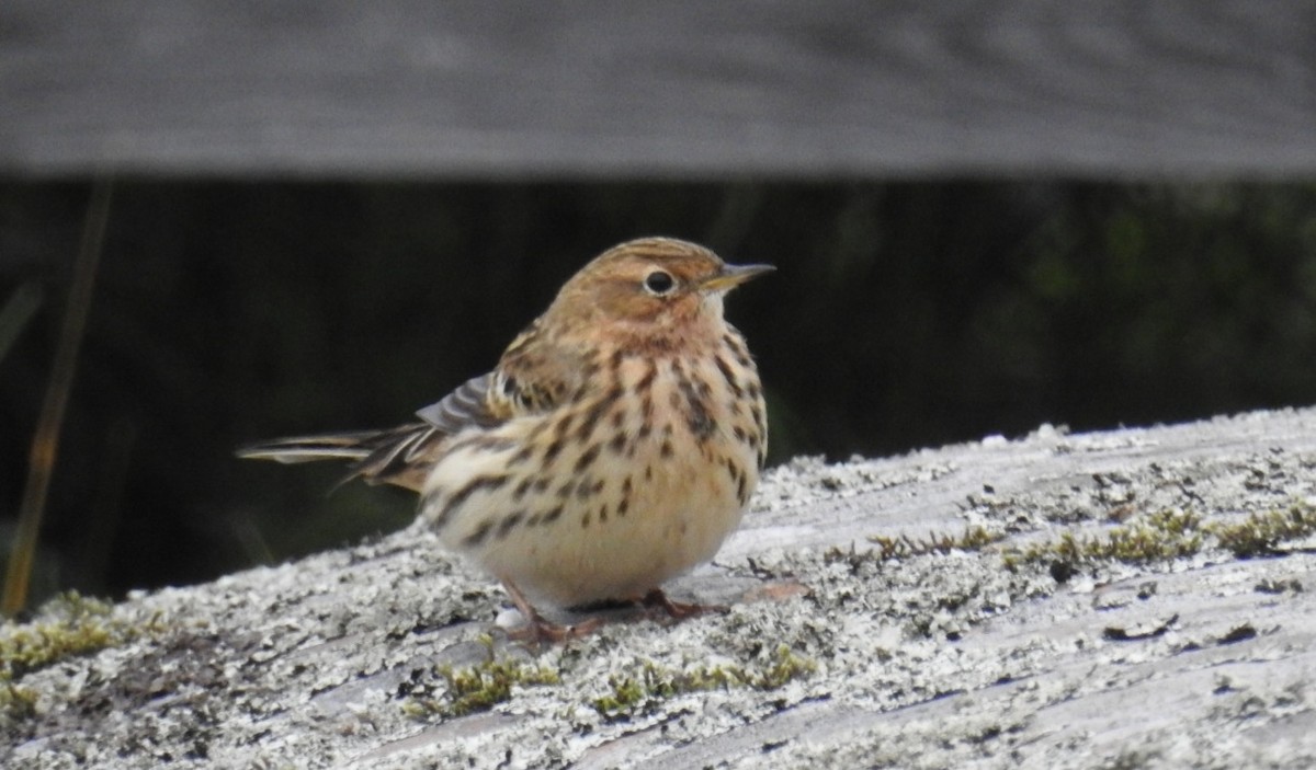 Red-throated Pipit - ML368188101