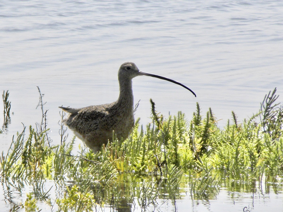 Long-billed Curlew - ML368190491