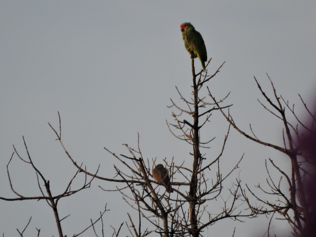 Red-lored Parrot - ML368198241