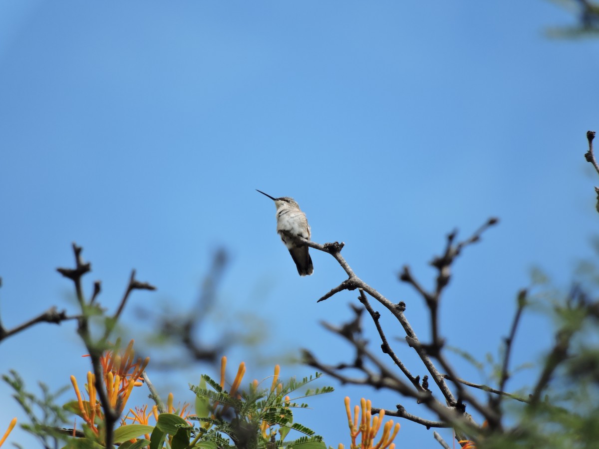 Ruby-throated Hummingbird - ML368200151