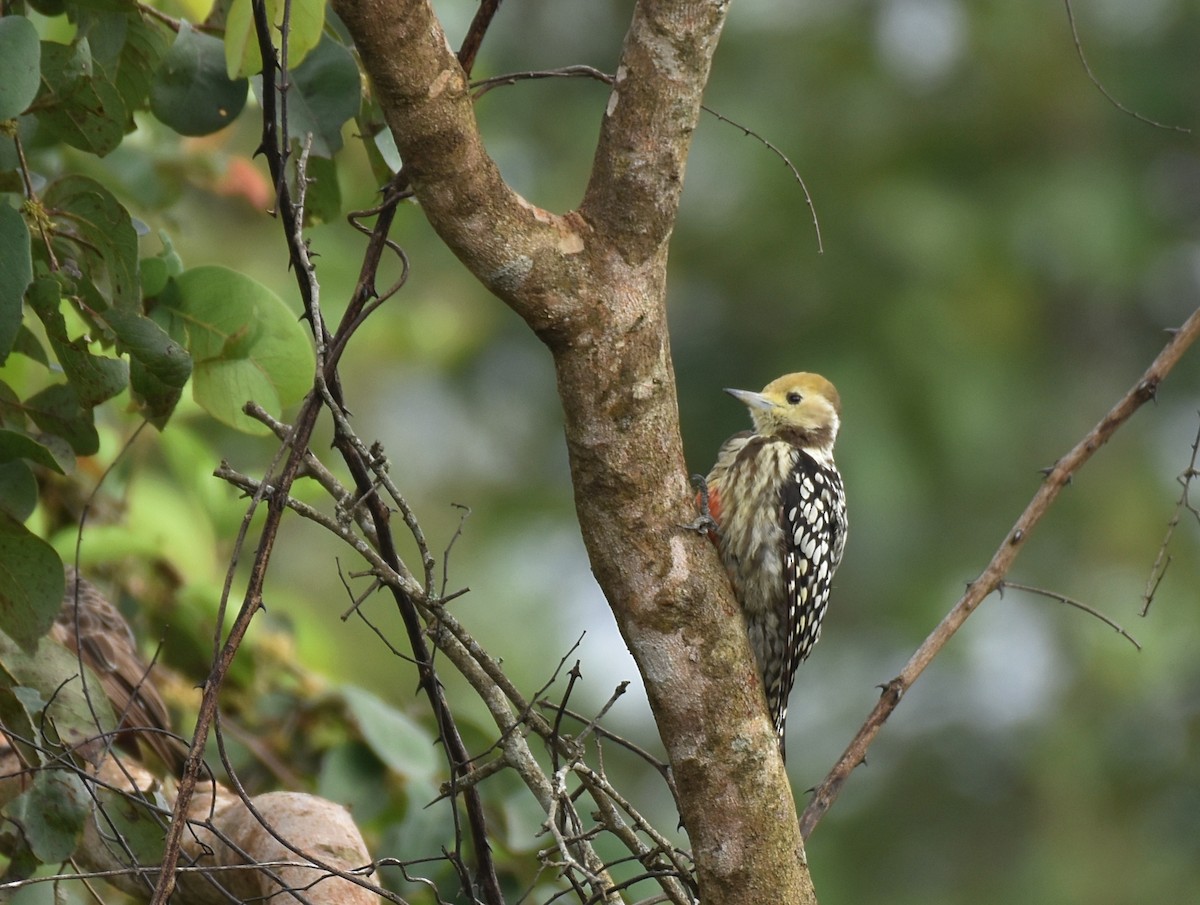 Yellow-crowned Woodpecker - ML368201641