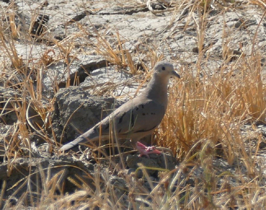 Ecuadorian Ground Dove - ML368210411