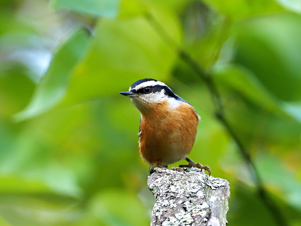 Red-breasted Nuthatch - ML368210821