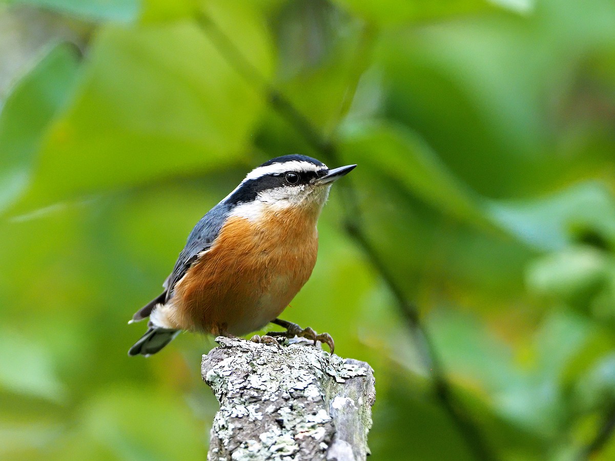 Red-breasted Nuthatch - ML368210891
